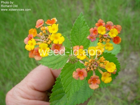 lantana, largeleaf